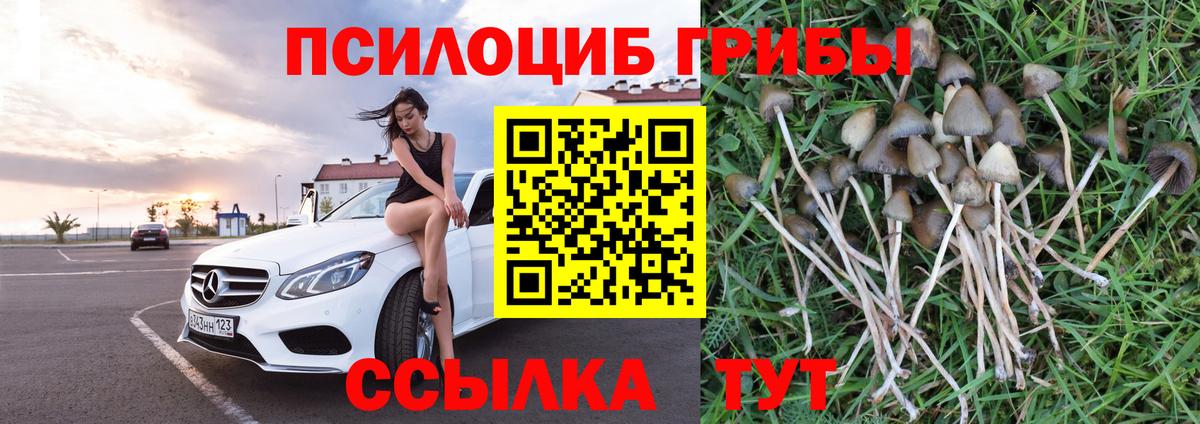 Псилоцибиновые грибы Psilocybe  Вход с VPN  наркота  Пугачёв 
